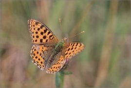 <p>PERLEŤOVEC MALÝ (Issoria lathonia) Šluknovsko - Harta ---- /Queen of Spain fritillary - Kleiner Perlmuttfalter/</p>